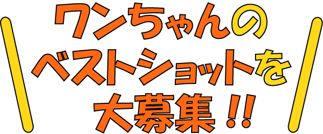 わんちゃんのベストショットを大募集！！